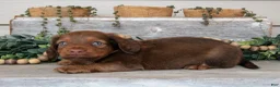 Miniature Dachshund dogs for sale: Tucker - Ad 3