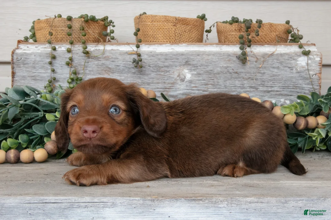 Miniature Dachshund dogs for sale: Tucker - Ad 3