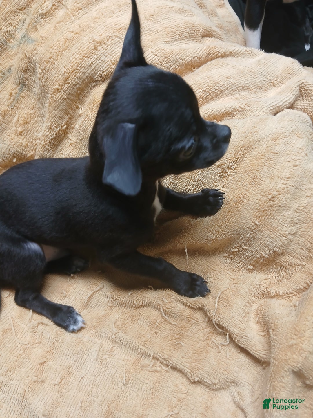 Chihuahua dogs for sale: Momo - Ad 2