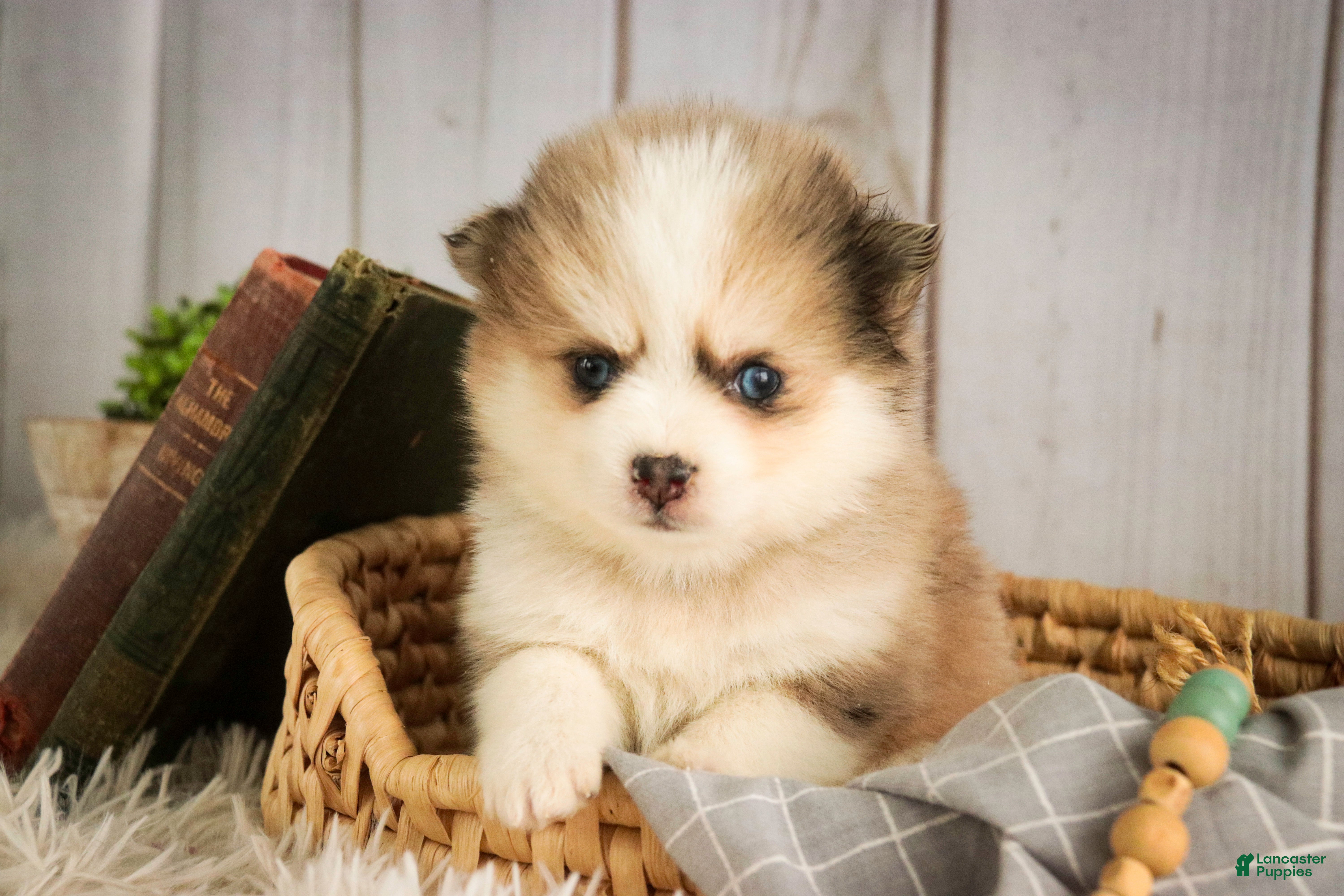 Pomsky dogs Sebastian - Ad 2