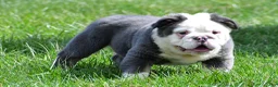 English Bulldog dogs for sale: Finnley - Ad 7