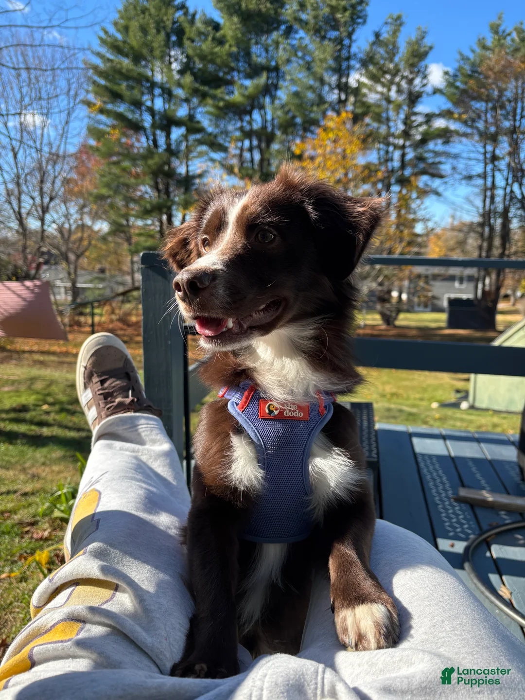 Mini Aussiedoodle dogs for stud: Freddy - Ad 5