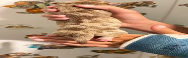 Chihuahua 3