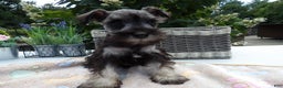 Miniature Schnauzer dogs for sale: Miniature Schnauzer Puppy 5 Curt - Ad 5