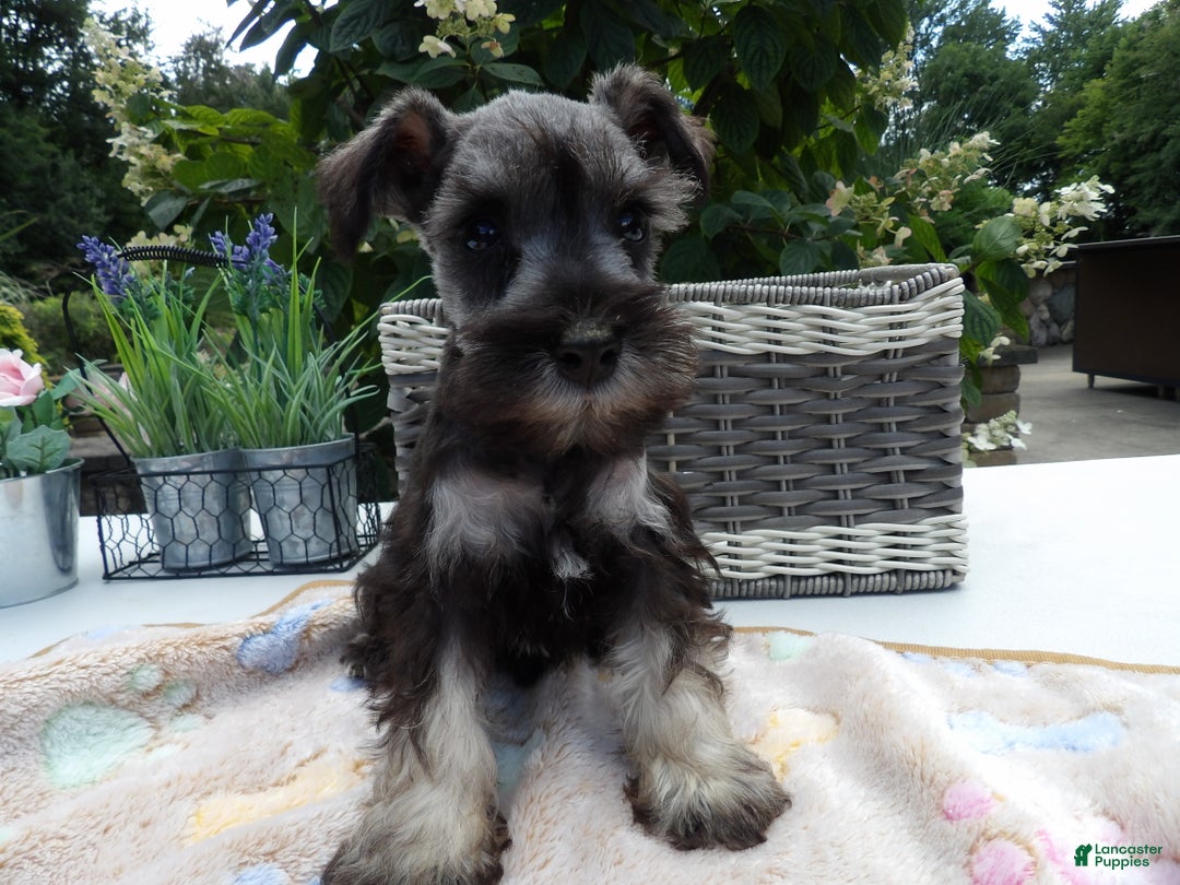 Miniature Schnauzer dogs for sale: Miniature Schnauzer Puppy 5 Curt - Ad 5