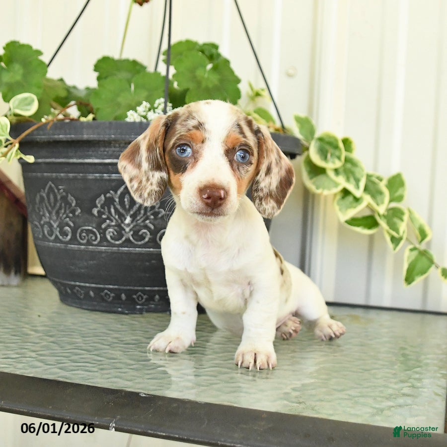 Dachshund dogs Lacey - Ad 2