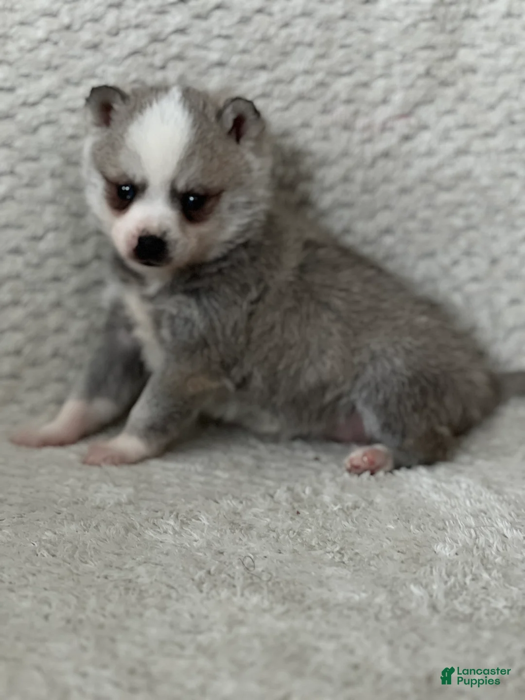 Alaskan Klee Kai dogs for sale: Oreo - Ad 1