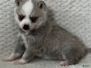 Alaskan Klee Kai dogs Oreo - Ad 8
