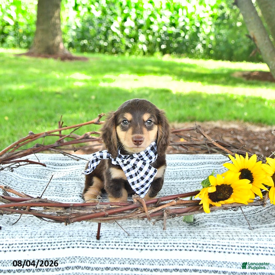 Miniature Dachshund dogs Sarge - Ad 2
