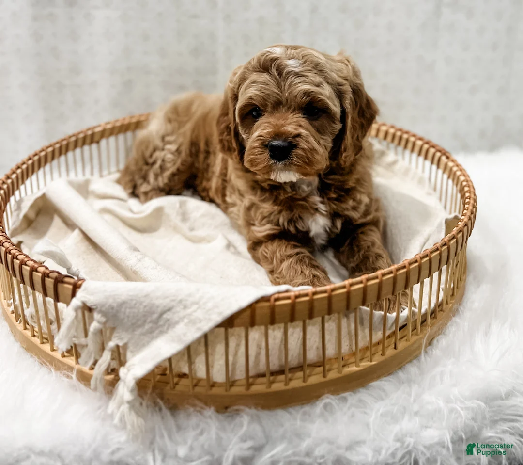 Cavapoo dogs for sale: Reacher - Ad 9