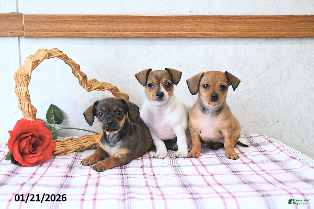 Mixed Breed dogs for sale: Sweetheart - Ad 3