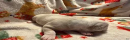 Olde English Bulldogge dogs for sale: Tri Lilac Merle - Ad 8