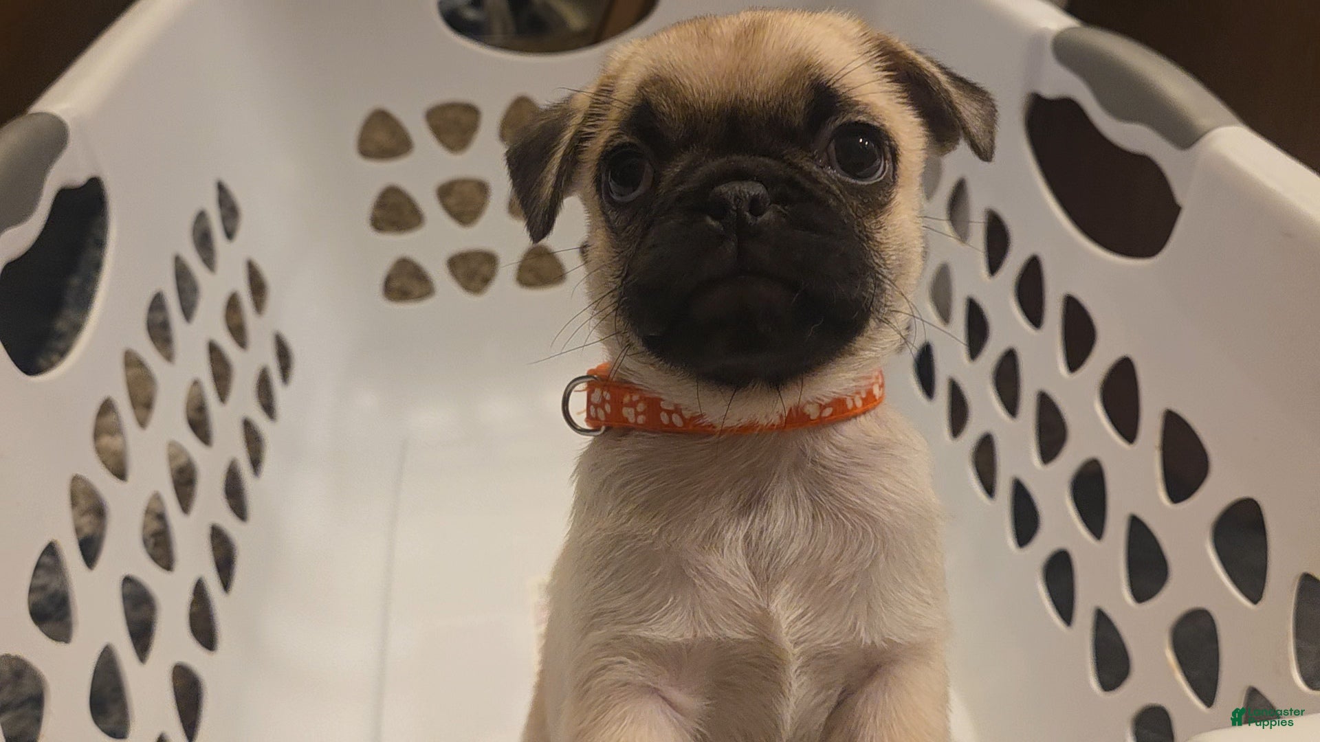 Pug dogs for sale: Orange - Ad 1