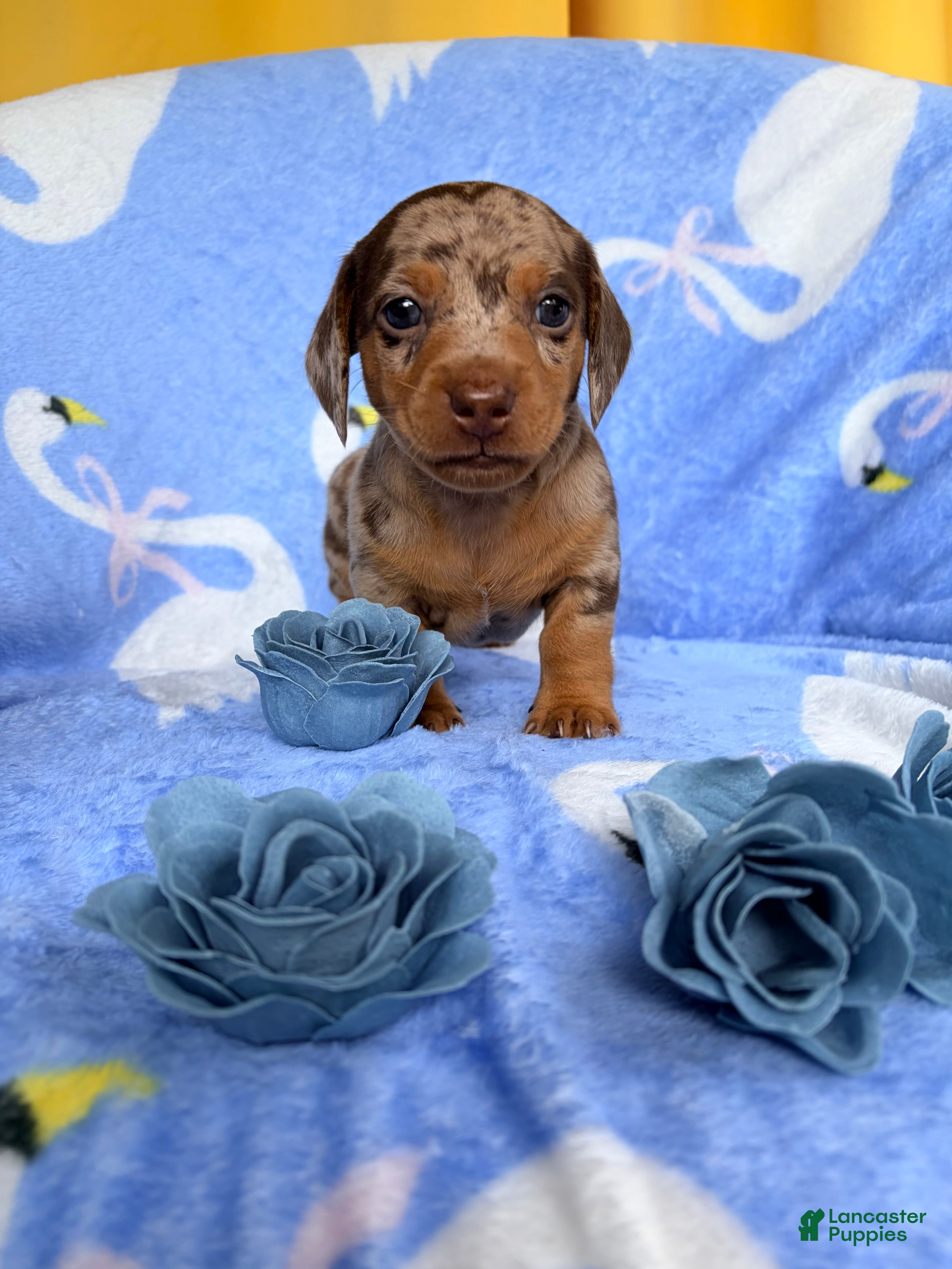 Miniature Dachshund dogs Miniature Dachshund 3- Cookie - Ad 2