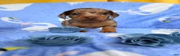 Miniature Dachshund dogs for sale: Miniature Dachshund 3- Cookie - Ad 2