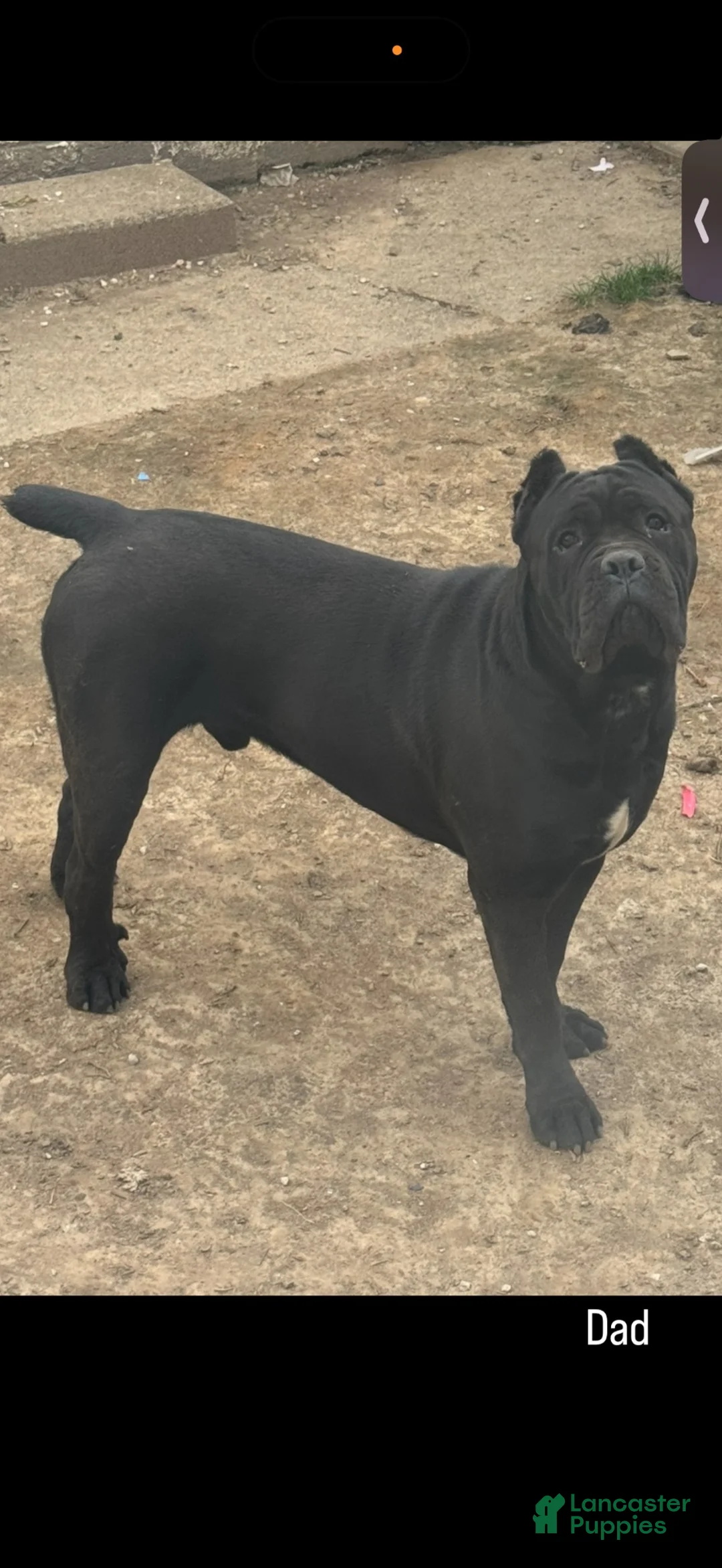 Cane Corso dogs for sale: Rocky - Ad 10