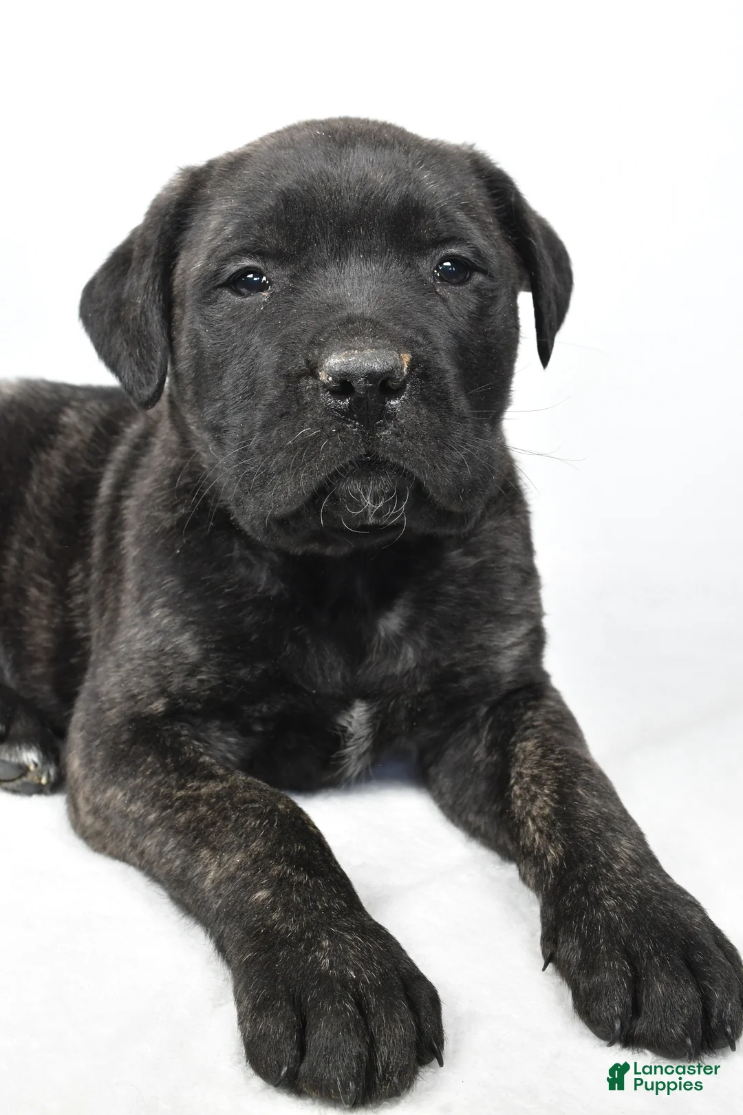 English Mastiff dogs for sale: Badger - Ad 4