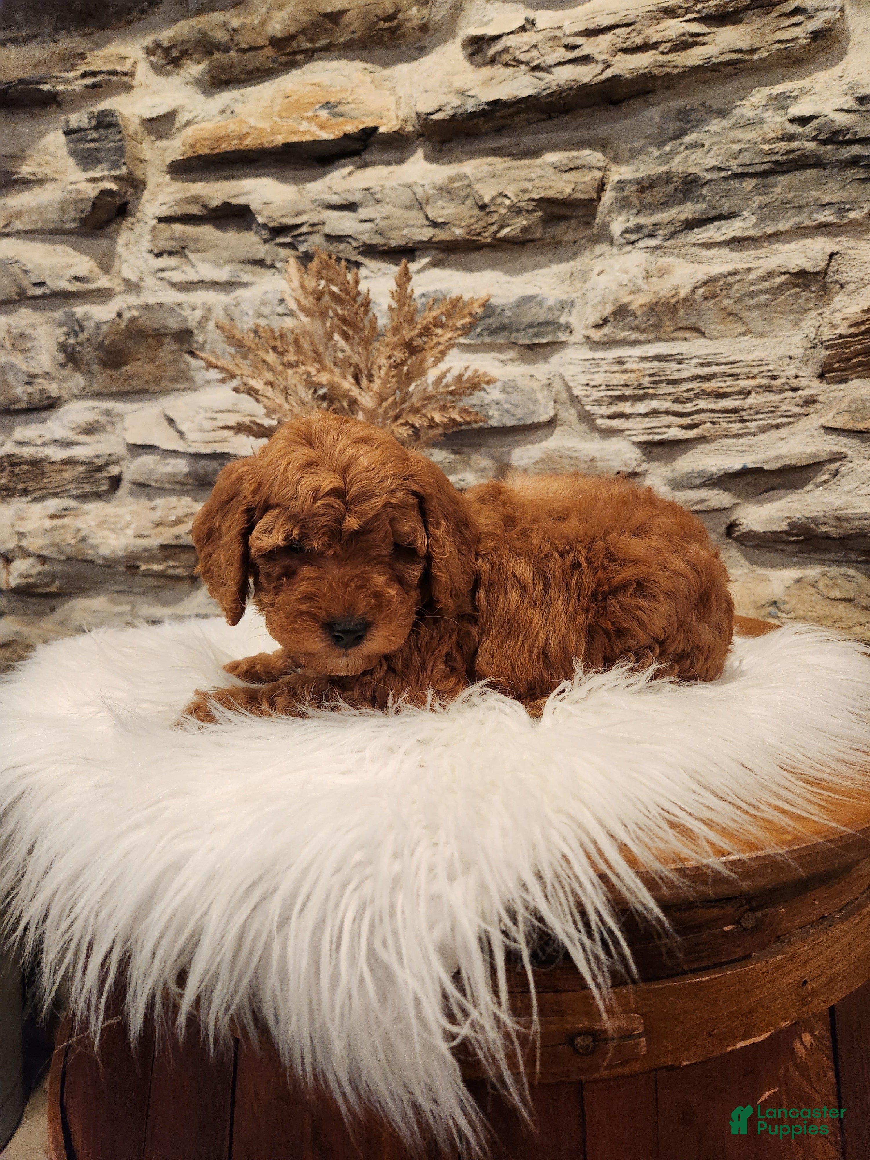 Mini Goldendoodle dogs BUBBLES - Mini Goldendoodle Puppy 3 - Ad 2