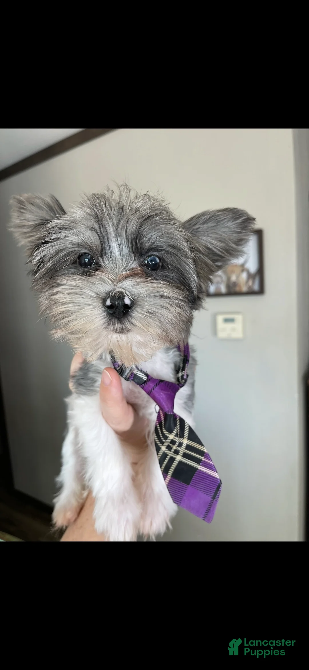 Yorkshire Terrier dogs for sale: KB BlackBerry Partial Blue eye - Ad 8