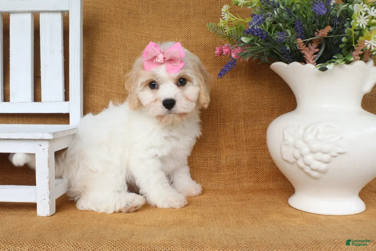 Cavachon dogs Trinity - Ad 2