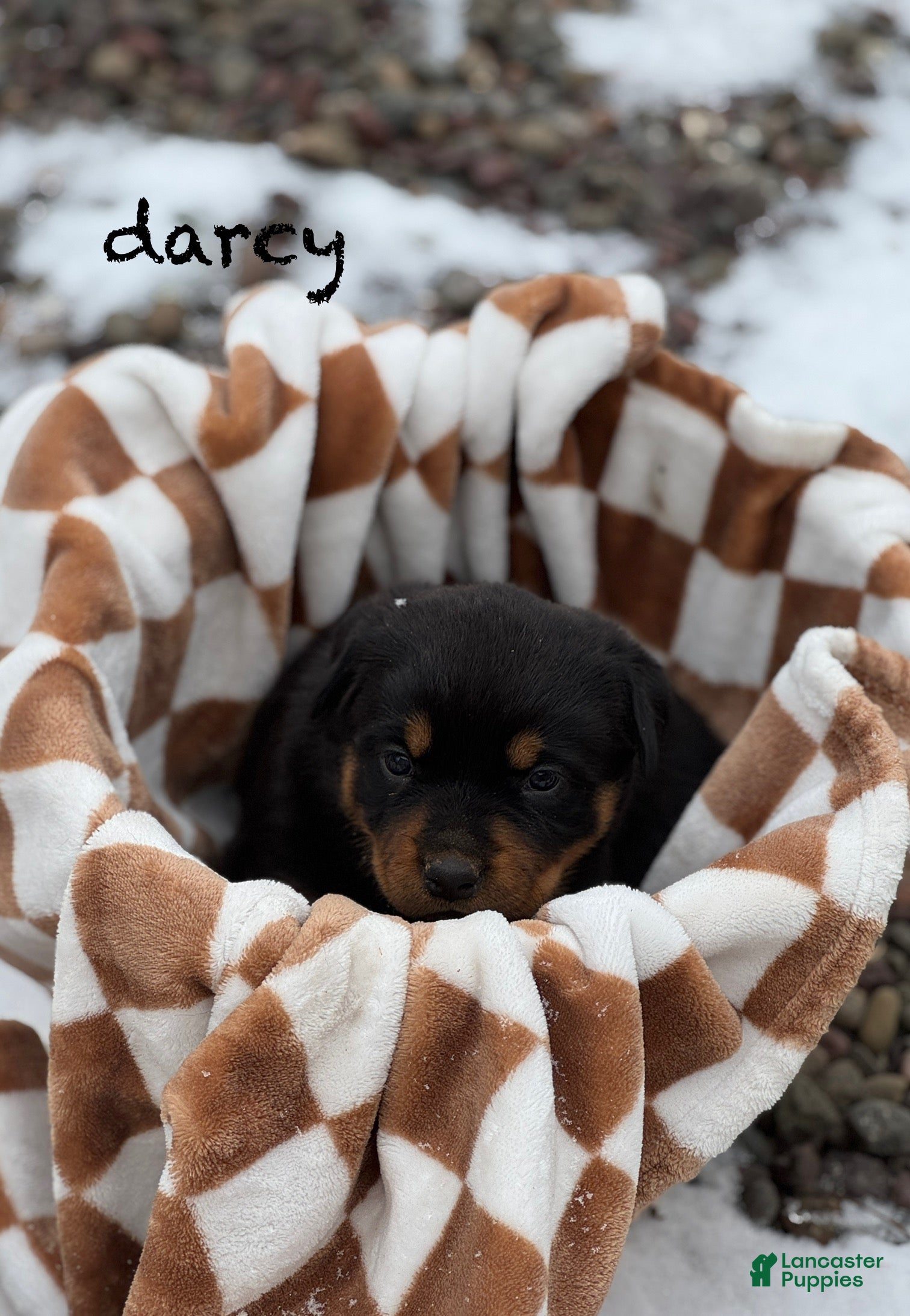 Rottweiler dogs Darcy (long tail)  - Ad 38