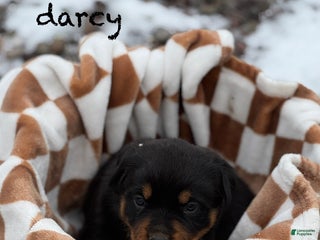 Rottweiler dogs Darcy (long tail) - Ad 36