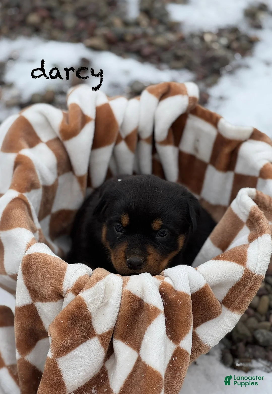 Rottweiler dogs for sale: Darcy (long tail)  - Ad 15