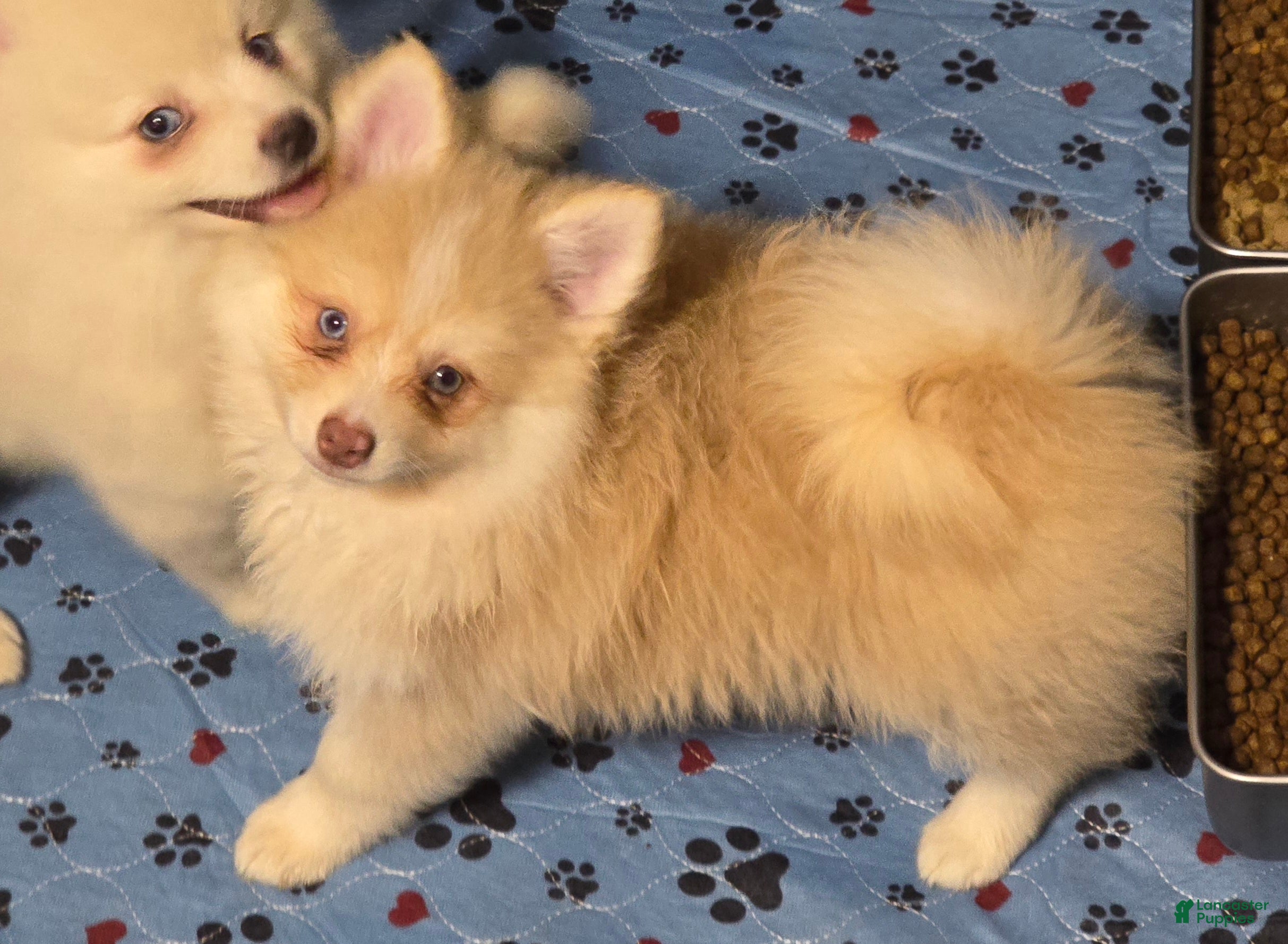Pomsky dogs Toy red merle - Ad 2