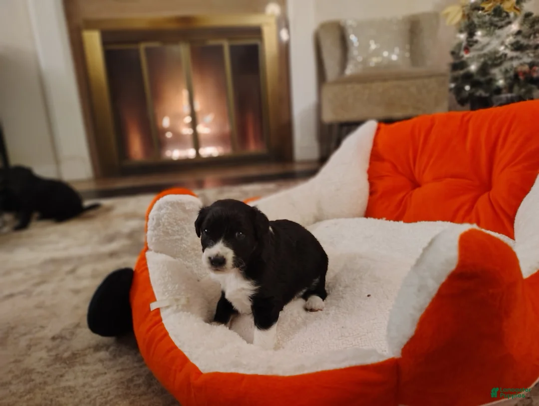 Aussiedoodle dogs for sale: Aussiedoodle Puppy 3 - Ad 9