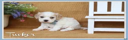 Cavachon dogs for sale: Tucker - Ad 1