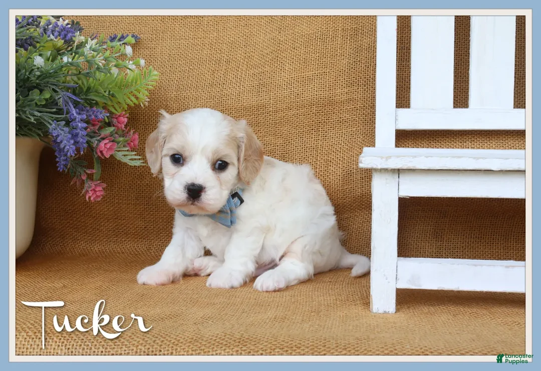 Cavachon dogs for sale: Tucker - Ad 1