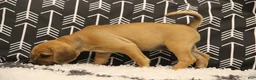 Puggle dogs for sale: Cherokee - Ad 5