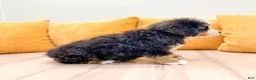 Bernese Mountain Dog dogs for sale: King - Ad 4