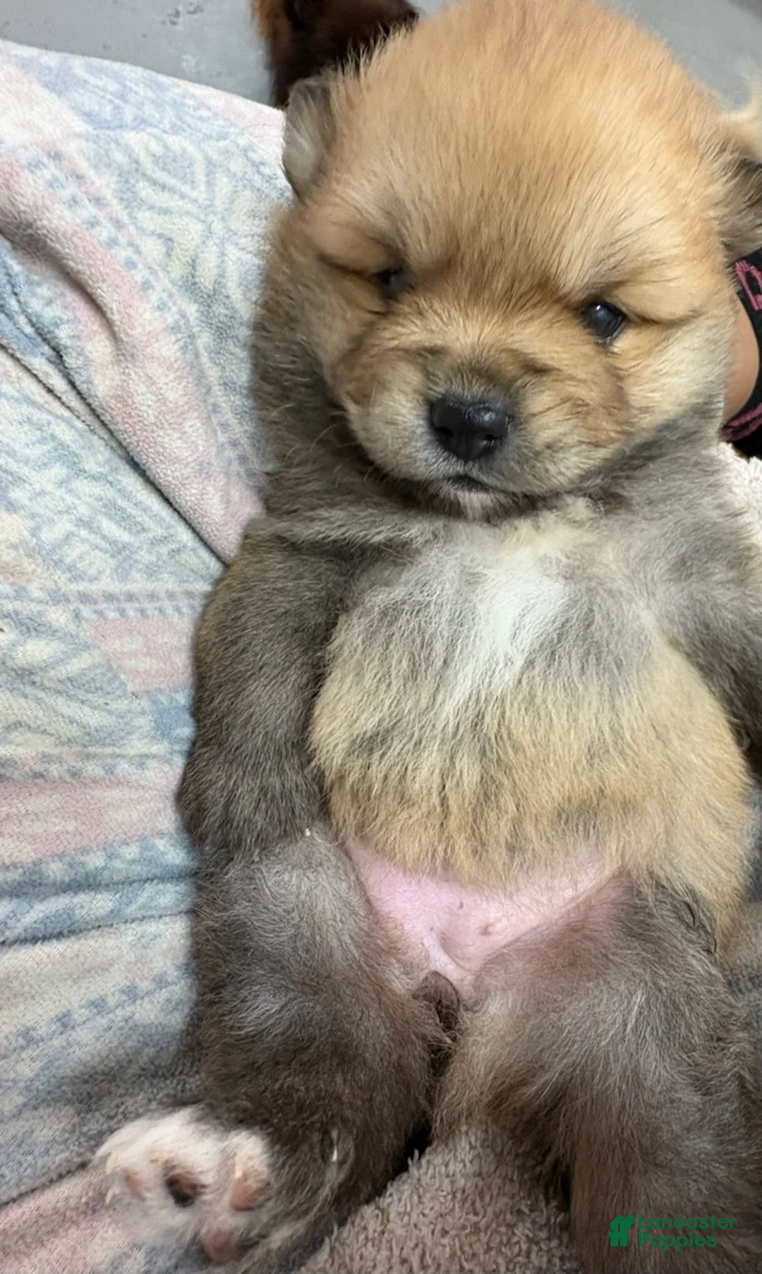 Pomeranian dogs for sale: Tawny - Ad 2