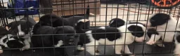 Mixed Breed dogs for sale: Mixed Breed 5 - Ad 2