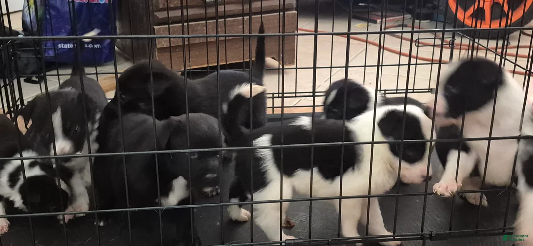 Mixed Breed dogs for sale: Mixed Breed 5 - Ad 2