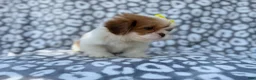 Lhasa Apso dogs for sale: Grace - Ad 6