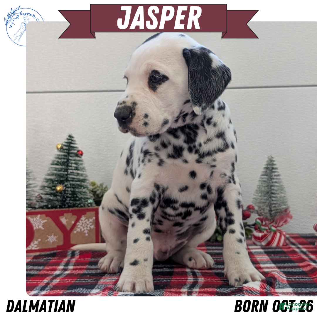Dalmatian dogs Jasper - Ad 2