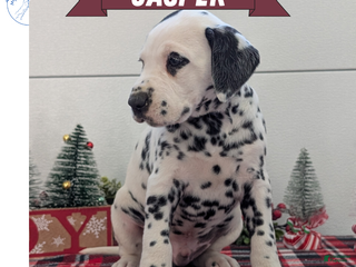 Dalmatian dogs Jasper - Ad 13