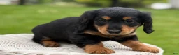 Miniature Dachshund dogs for sale: Milo - Ad 4