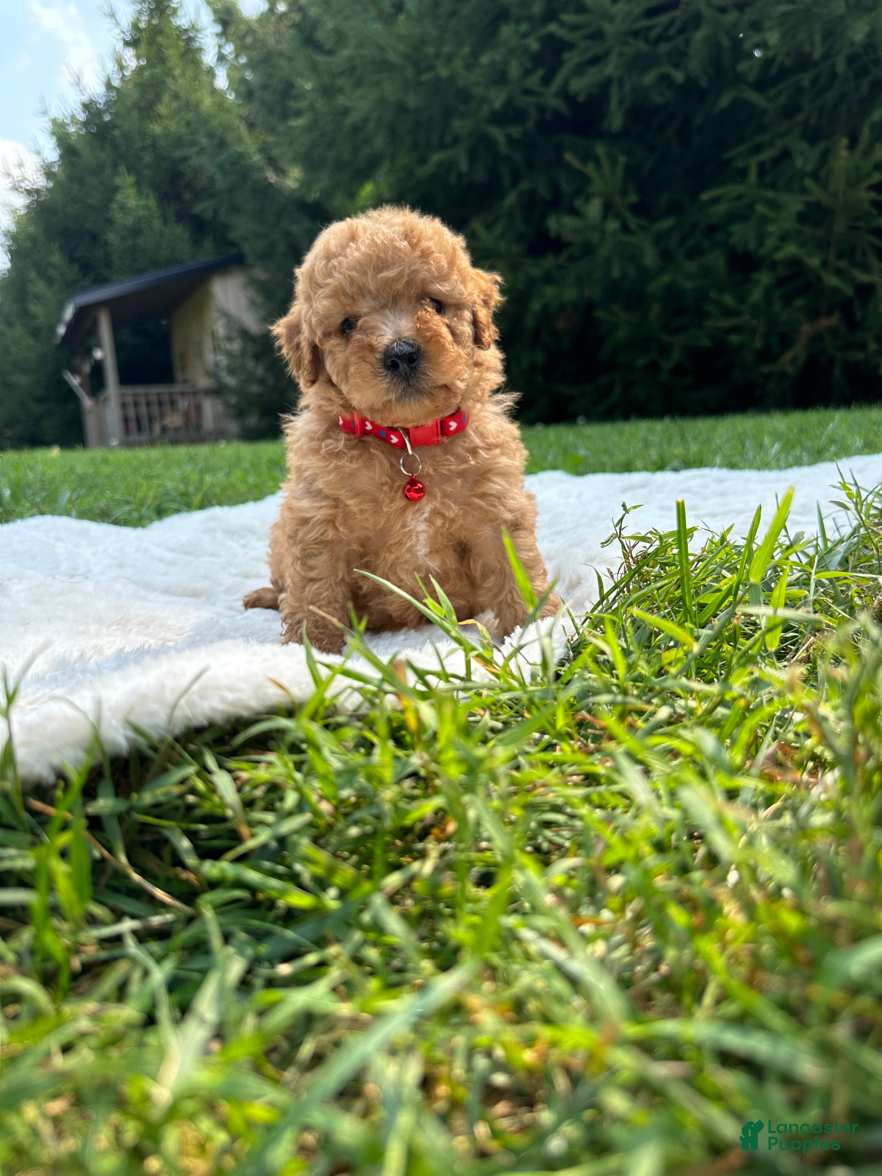 Miniature Poodle dogs Sammy - Ad 2