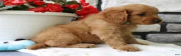 Cavapoo dogs for sale: Sammy - Ad 3
