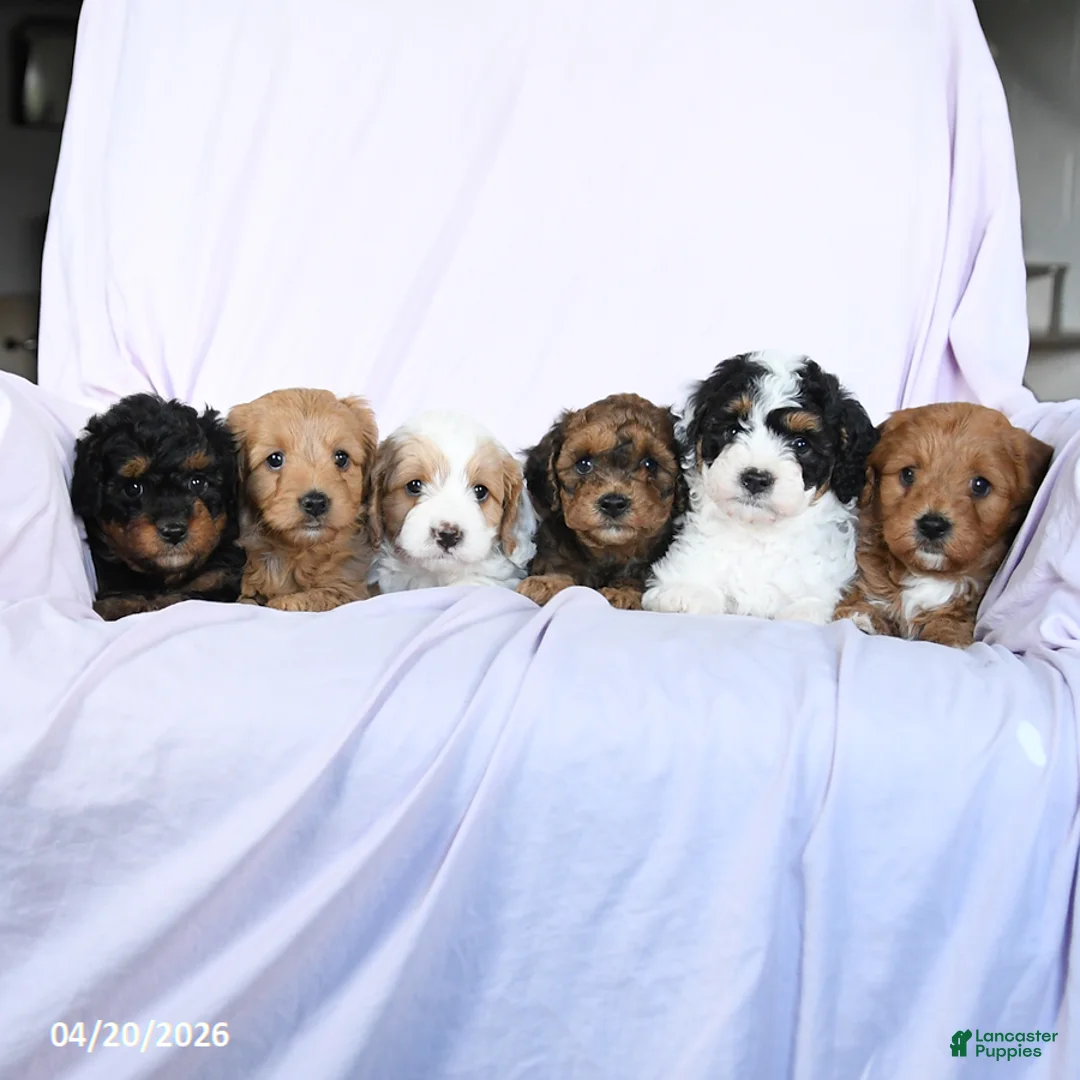 Cavachon dogs for sale: Karmel - Ad 5