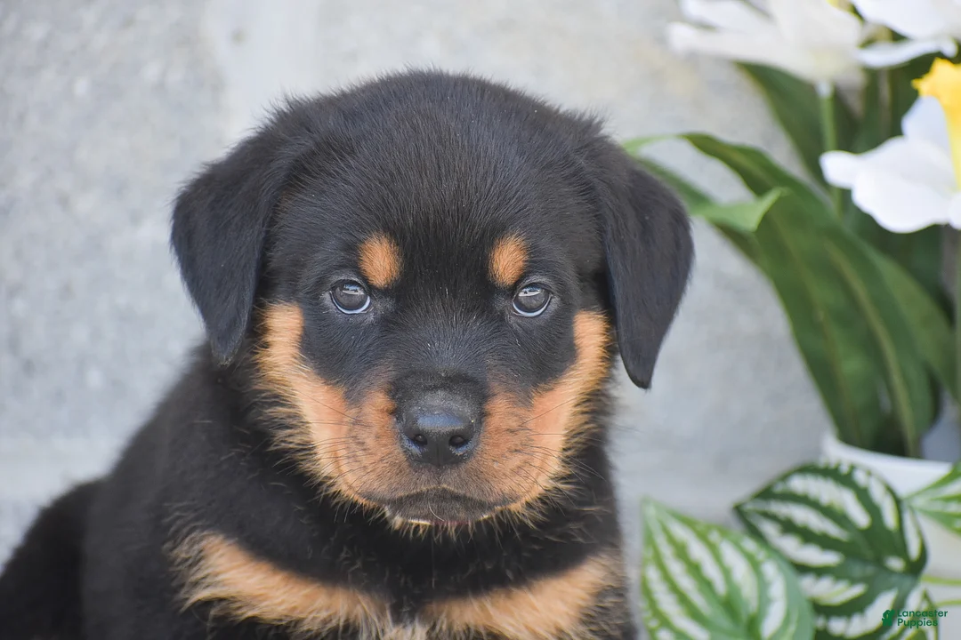 Rottweiler dogs for sale: Noah - Ad 2