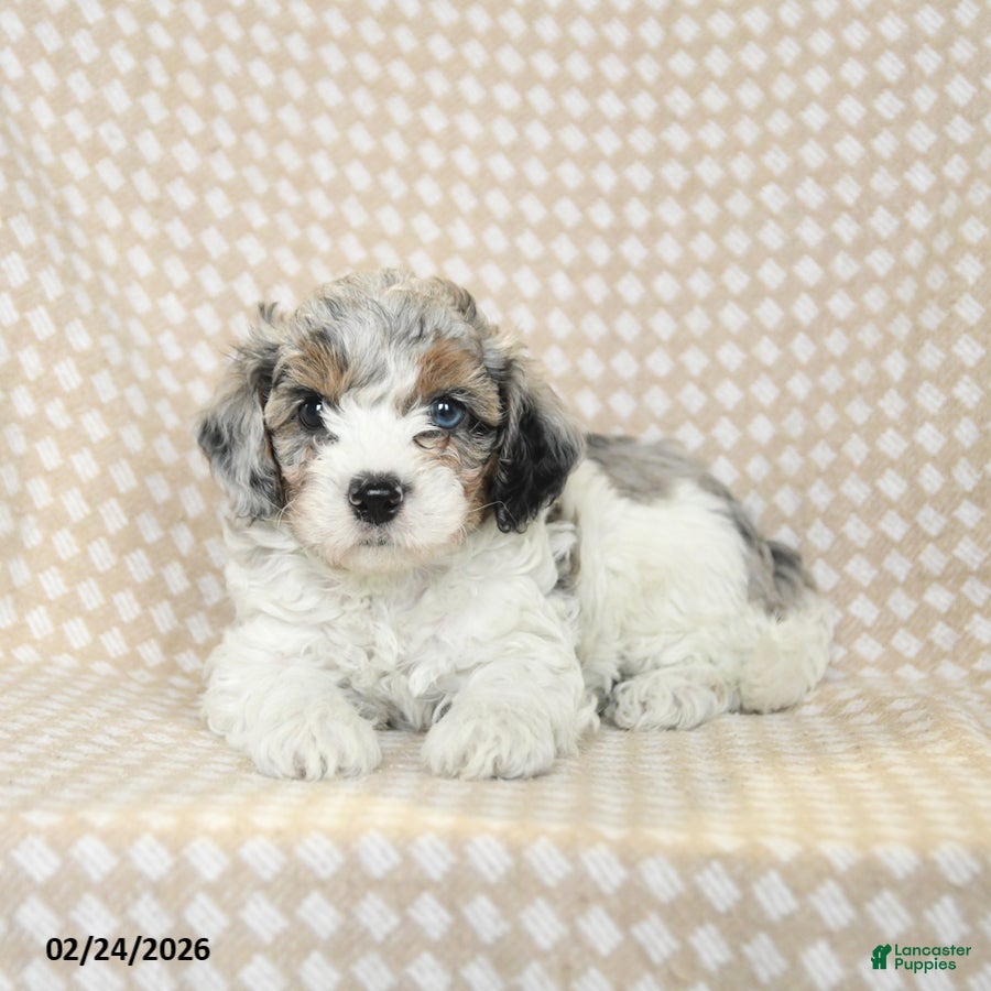 Bichpoo dogs Dexter - Ad 2