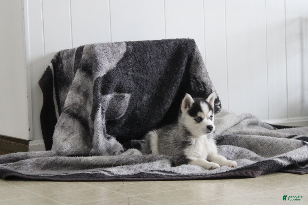 Pomsky dogs for sale: Tiny Tot - Ad 7