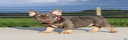 French Bulldog dogs for sale: Porcha - Ad 5