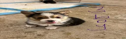 Mixed Breed dogs for sale: Mixed Breed Puppy 3 - Ad 1