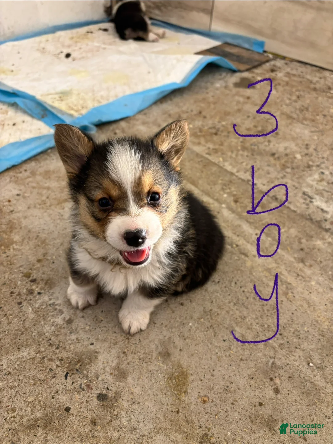 Mixed Breed dogs for sale: Mixed Breed Puppy 3 - Ad 1
