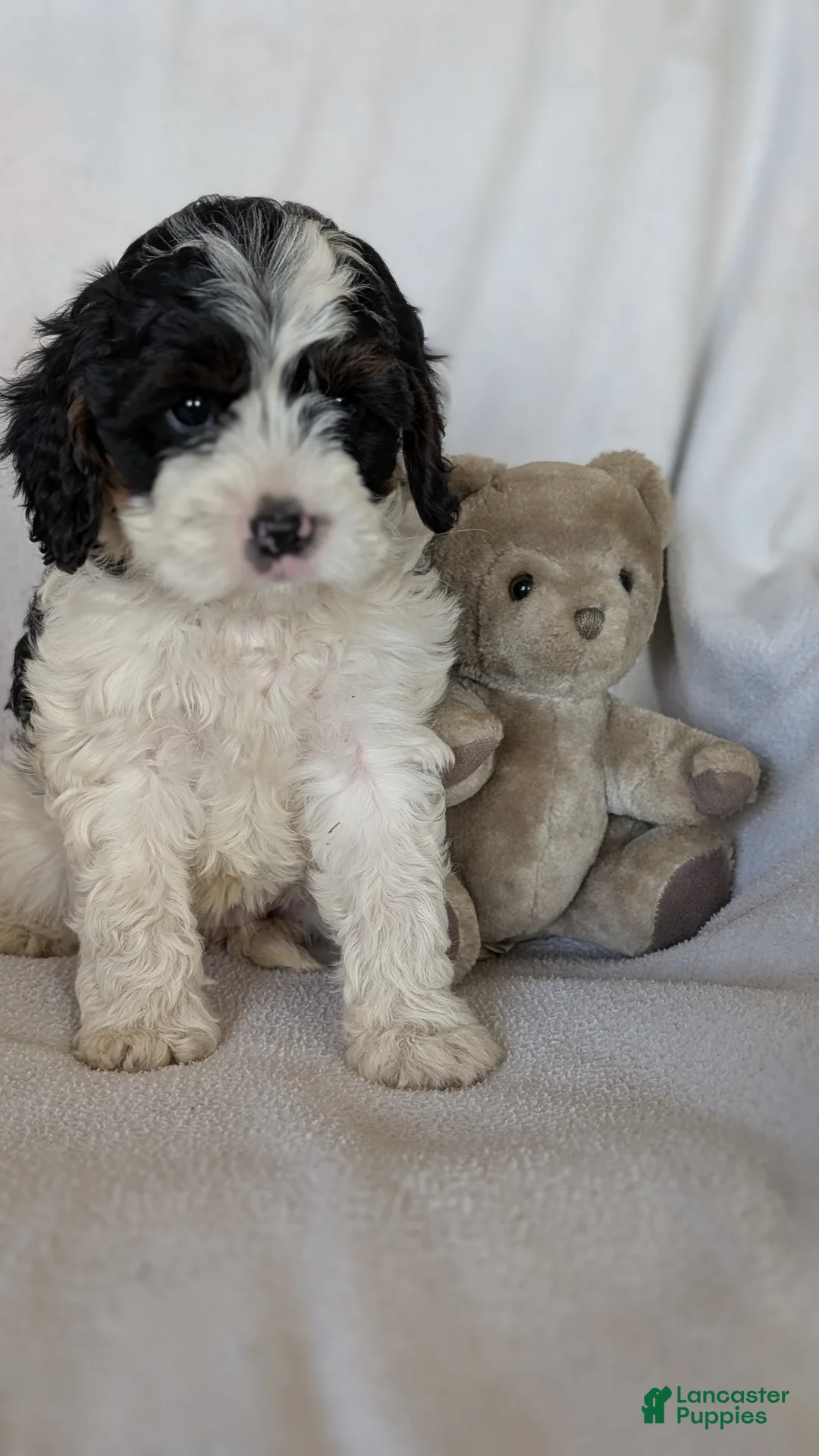 Cavapoo dogs for sale: Missy - Ad 1